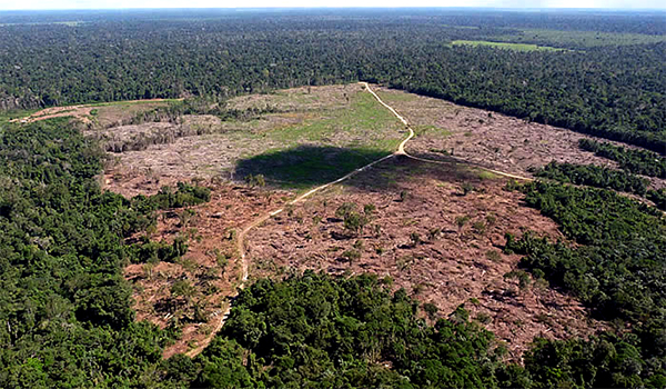 Levantamento aponta que 97% dos alertas de desmatamento no Brasil emitidos desde 2019 não foram fiscalizados